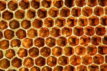 honeycomb structure texture in detail