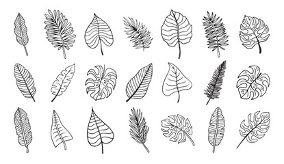 Botanical hand drawn exotic leave. Tropical palm leave sketch, isolated linear doodle style.  © Yanka