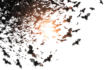 Bats in Flight Isolated on Transparent Background