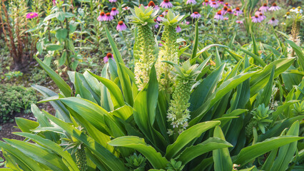Obraz premium パイナップルのような形に咲くホシオモト（Eucomis）の花【パイナップルリリー】
