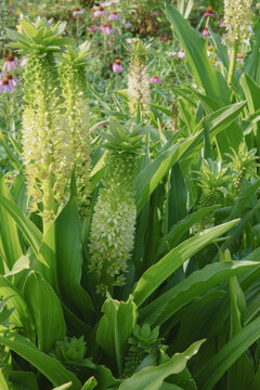 パイナップルのような形に咲くホシオモト（Eucomis）の花のグループ【パイナップルリリー】