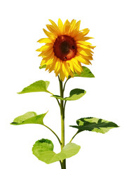 Blooming Sunflower in the Sun