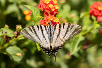 A scarce swallotail is feeding on nectar. 