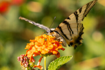 A scarce swallotail is feeding on nectar. 