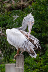 portrait of a pelican