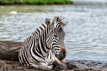 
"Striped Innocence: A Baby Zebra's Rest in the Shade"