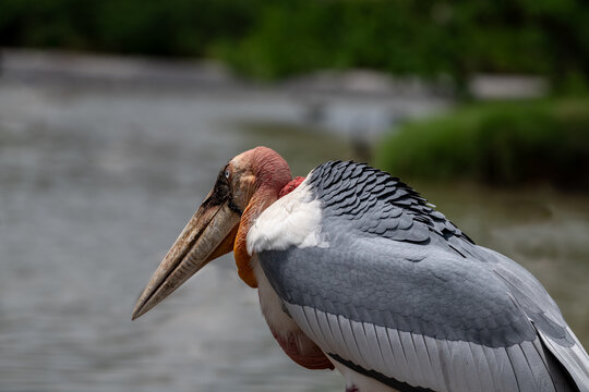 "Majestic in detail: A close-up of the marabou stork, showcasing its striking features and unique charm."