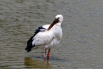 "Graceful Hunter: The Majestic Oriental Stork in Its Natural Habitat"