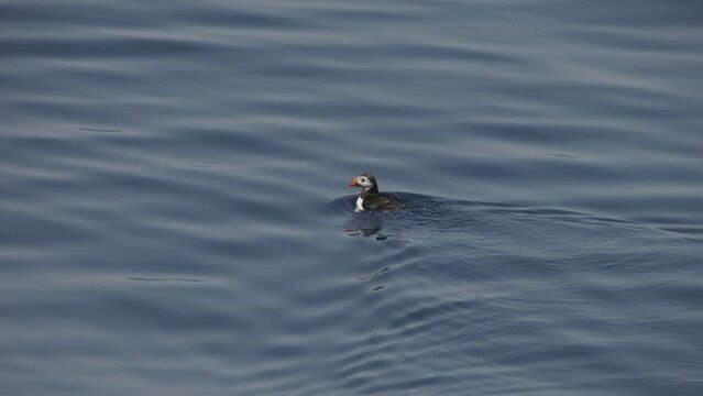 a puffin swimming in the blue sea, genoa, liguria, italy, very rare spotting in mediterranean sea, slow motion