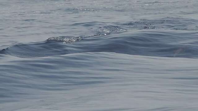 happy jumping striped dolphins slow motion