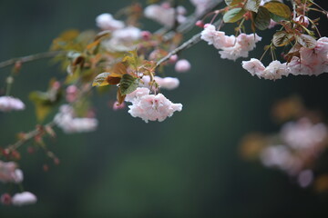 the plum blooming in Alishan national forest recreation area in Taiwan at Chiayi country, one of famous flower in taiwan