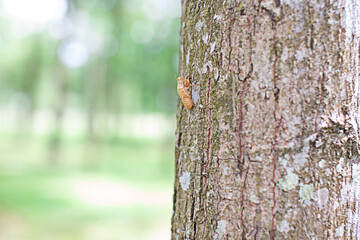 Cicadas shed their skin on trees.