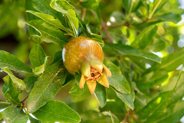 Unripe pomegranate fruit (Punica granatum) closeup on tree branch 