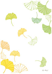 イチョウのイラスト素材-Ginkgo