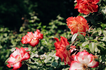 bush yellow and red rose petals close-up in botanical garden, rose background