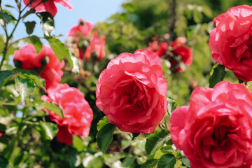 pink peony climbing rose bush close-up in botanical garden, rose background