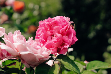 pink peony climbing rose bush close-up in botanical garden, rose background