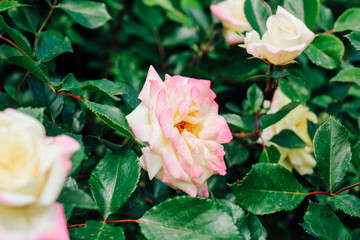 Obraz premium pink climbing rose bush close-up in botanical garden, rose background