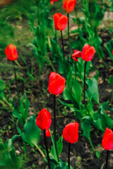 Flowerbed with red tulips in the garden