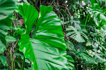 Alocasia Portadora tropical leaves in the forest close-up