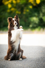 brown and white border collie dog clever dog 