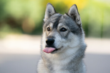 funny siberian husky tongue sticking out