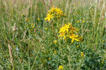 St. John's wort flowers close-up. St. John's wort. Folk medicine. Medicinal plants. Ethnobotany.
