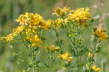 Hypericum perforatum, known as St John's wort, common or perforate St John's-wort