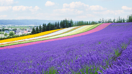 Colorful Flower Field Landscape with Lavender in Hokkaido