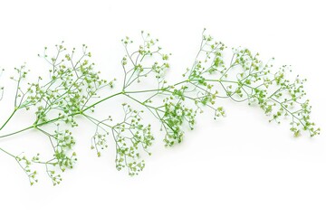 Green Baby's breath Isolated on White Background. Beautiful Baby's breath Flower