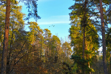Autumn orange trees,green firs on a sunny day,birds in sky