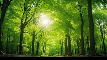 Fototapeta premium Green Forest of Beech Trees, looking up. Sun rays shining through trees, nature background. wide panoramic, generative ai