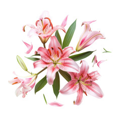 Flat lay composition of blooming lily flowers on white background. transparent background PNG