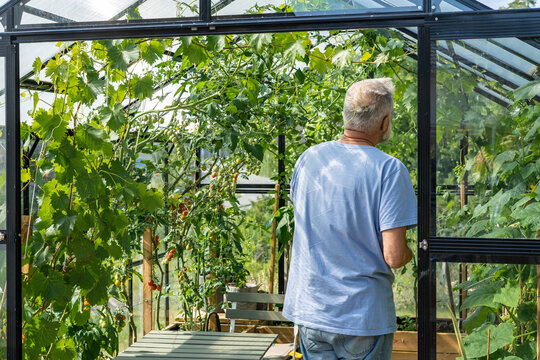 Man senior male takes care of plants in greenhouse. Green fresh cucumbers and cherry tomatoes. People grow organic eco food. Varietal mini tomatoes cucumbers growing. Vegetable garden in glass house.