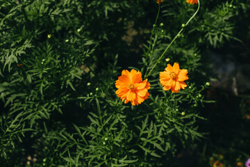 Beautiful background of daisy flower. Top view of yellow chrysanthemums daisy flower blooming in the garden.