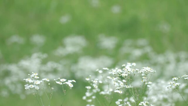 dandelion or fleabane flowers blooming in the meadow,
