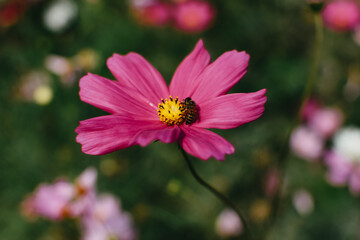 A closeup shot of honey bee collecting pollen from cosmos flower. Little bee pollinating on cosmos flower.