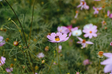 Obraz premium Colorful cosmos flowers blooming in the garden. A beautiful flower field summer meadow. 