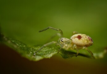 The very small Nigma puella spider walking on a green leaf