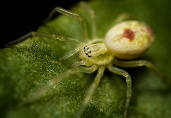The very small Nigma puella spider walking on a green leaf