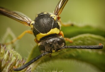 Polistes dominula is a yellow and black wasp that is eating a Mentha pulegium flower in a green background