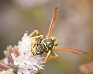 Polistes dominula is a yellow and black wasp that is eating a flower