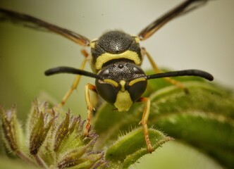 Polistes dominula is a yellow and black wasp that is eating a Mentha pulegium flower in a green background