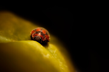 Rodolia cardinalis a red ladybug sits on a banana leaf in a black background