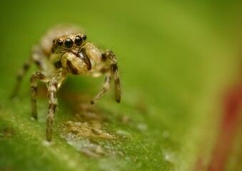 Salticidae Jumping - small spider stoped on top of a leaf whit a green yellow and red background 