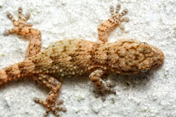 Tarentola mauritanica a gecko is shown in a white background