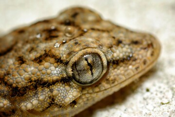 Tarentola mauritanica a gecko is shown in a white background
