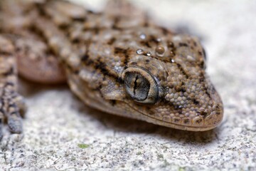 Tarentola mauritanica a gecko is shown in a white background