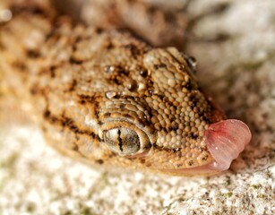 A close up of a lizard with a tongue sticking out of its mouth.