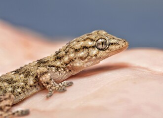 Tarentola mauritanica a gecko is shown in my and on a blue background